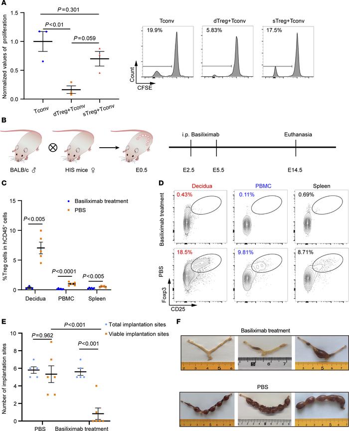 Inhibition of human Treg cells causes pregnancy termination and fetal re...
