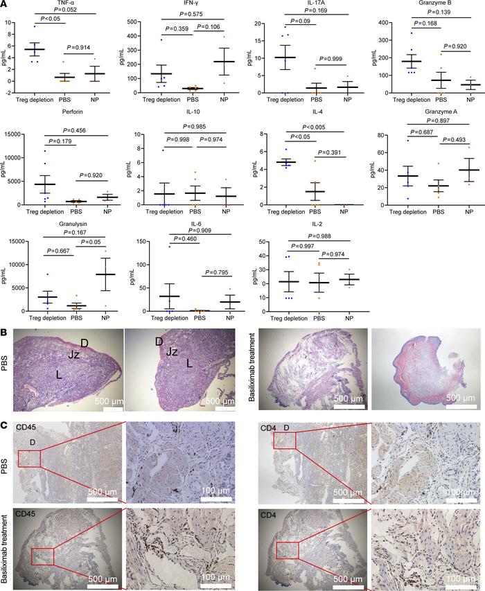 Inhibition of human Treg cells causes an inflammatory response in pregna...