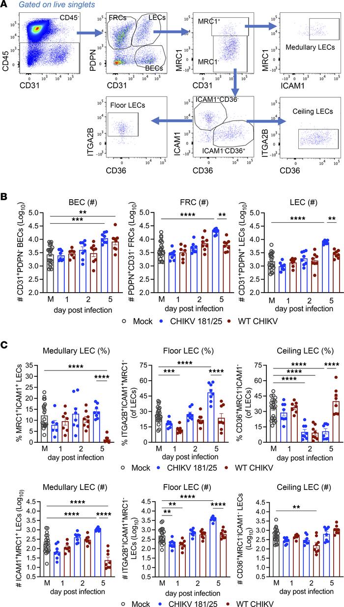 WT CHIKV infection alters LN LEC composition.
(A–C) WT mice were inocula...