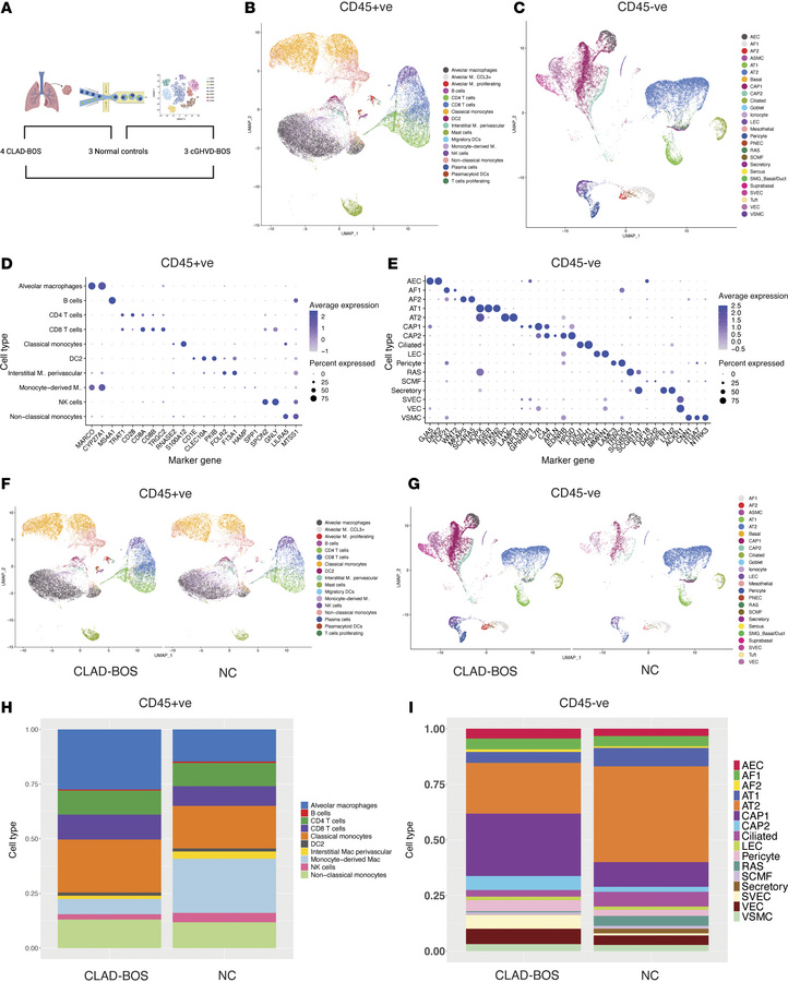 Single-cell landscape of chronic lung allograft dysfunction associated b...