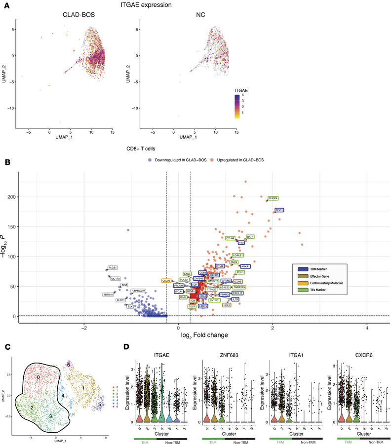 CD8+ T cells with a tissue resident memory (TRM) phenotype are enriched ...