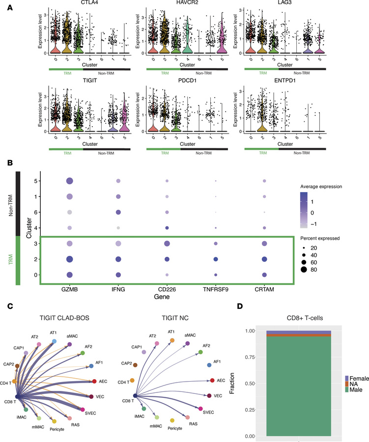 TRM express inhibitory receptor, effector function protein, and costimul...