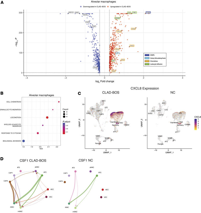 CLAD-BOS is enriched for genes, pathways, and cell-cell interactions pro...