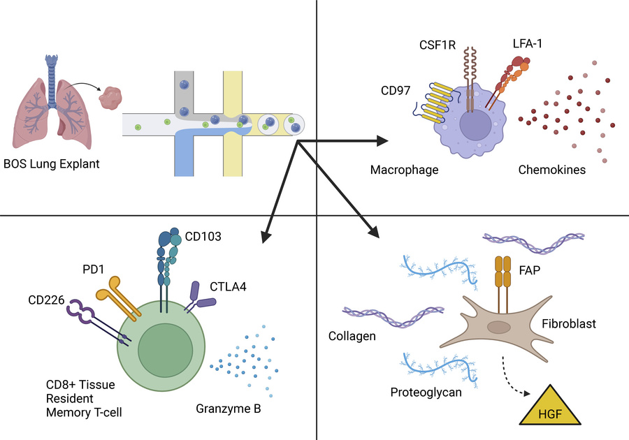 graphical abstract