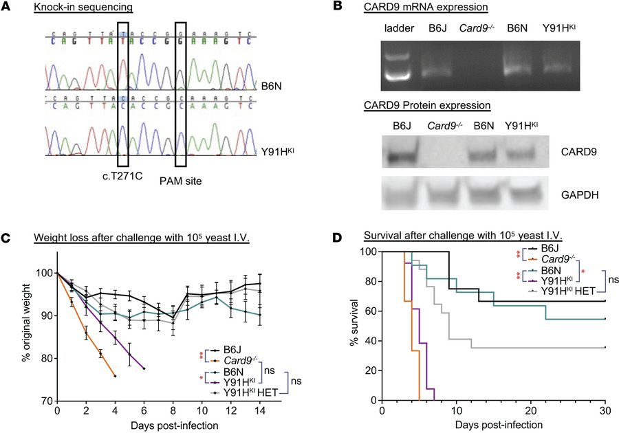 Mice with knock-in of the human p.Y91H mutation phenocopy Card9–/– mice ...