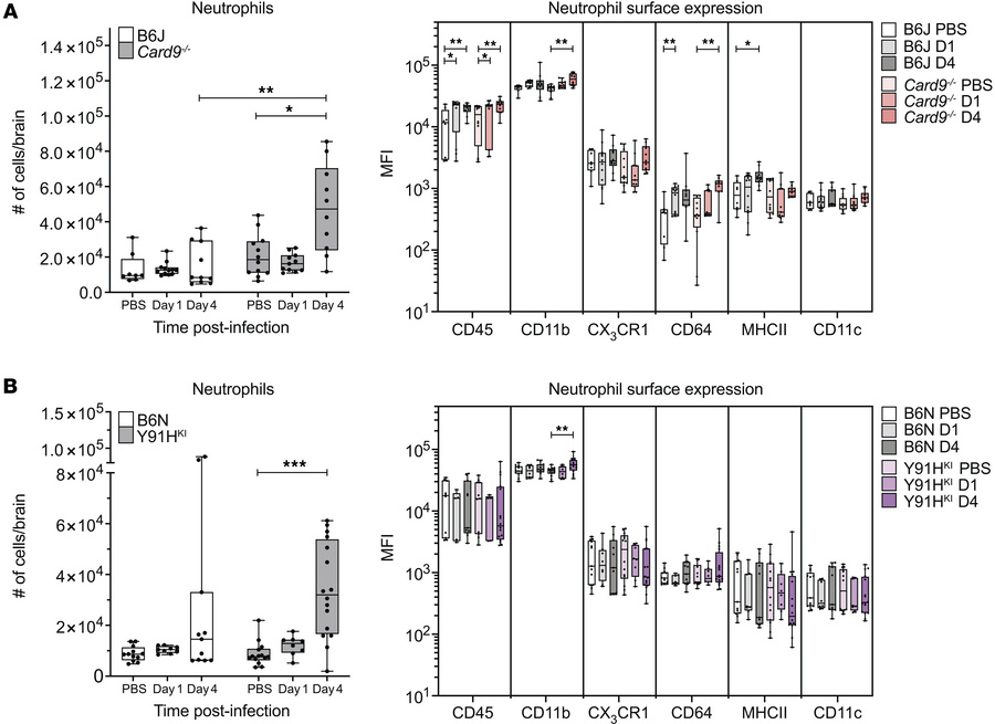 CARD9-deficient mice mount a neutrophil response in the brain during chr...