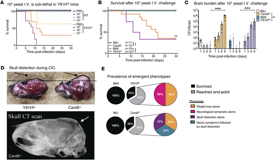 Low-dose i.v. inoculation as a model of chronic CNS candidiasis caused b...