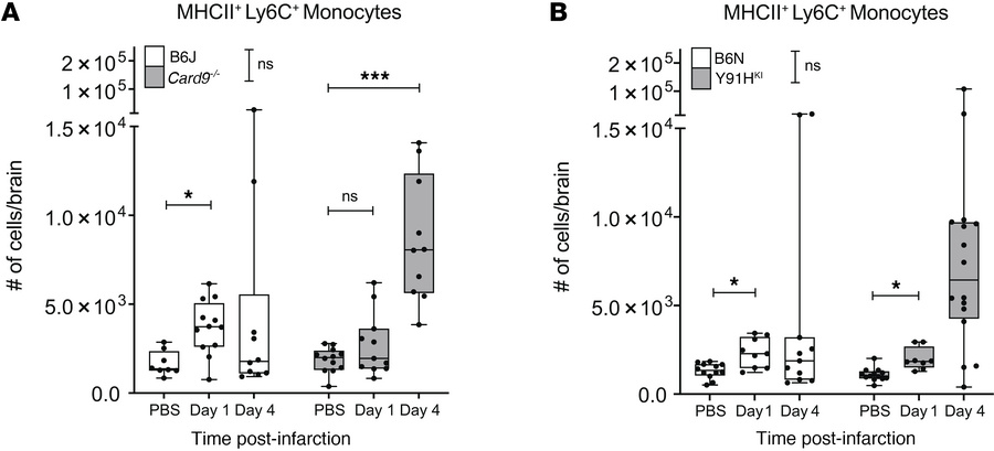 Monocyte-derived MHCII+ cells accumulate in the brain during chronic inv...