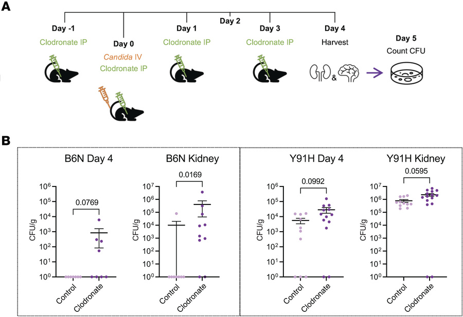 Mononuclear phagocytes are necessary for antifungal immunity in Y91H CAR...
