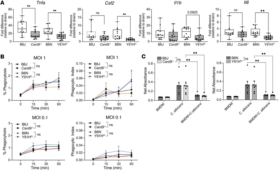 Impaired BMDM cytokine responses to live C. albicans in CARD9 deficiency...