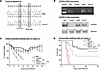 Mice with knock-in of the human p.Y91H mutation phenocopy Card9–/– mice and