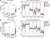 Monocytes and monocyte-derived dendritic cells accumulate in the brain duri