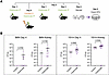 Mononuclear phagocytes are necessary for antifungal immunity in Y91H CARD9