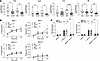 Impaired BMDM cytokine responses to live C. albicans in CARD9 deficiency.