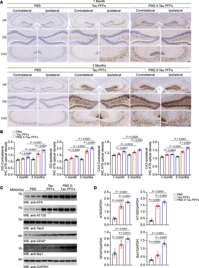 PM2.5-tau PFFs promote the propagation of tau pathology in vivo.
(A and ...