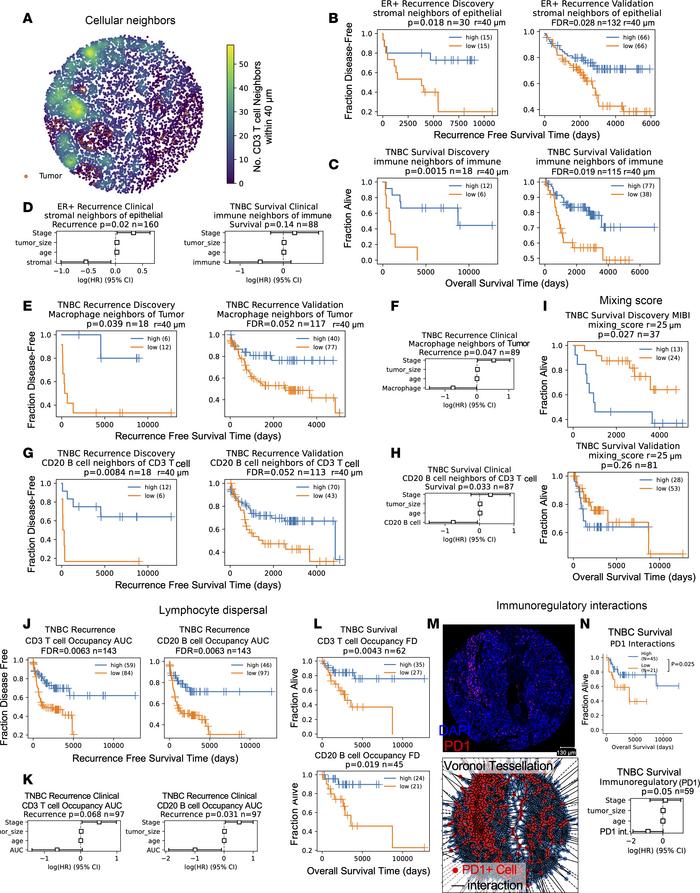 Reproducible prognostic spatial metrics in breast cancer cohorts.
(A) Ex...
