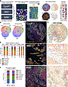 Concordant cell phenotypes in multiplex imaging data from different platfor