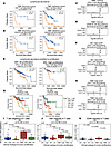 T cell infiltrate has prognostic value and distinct states in TN and high-p