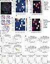 Prognostic multicellular neighborhoods surrounding tumor cells modeled with