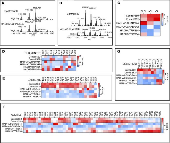 LC-MS/MS assessment of cardiolipins (CL), monolysocardiolipins (mCL), ox...