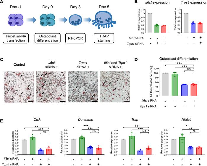 Downregulation of Trps1 suppresses osteoclastogenesis.
(A) Schematic of ...