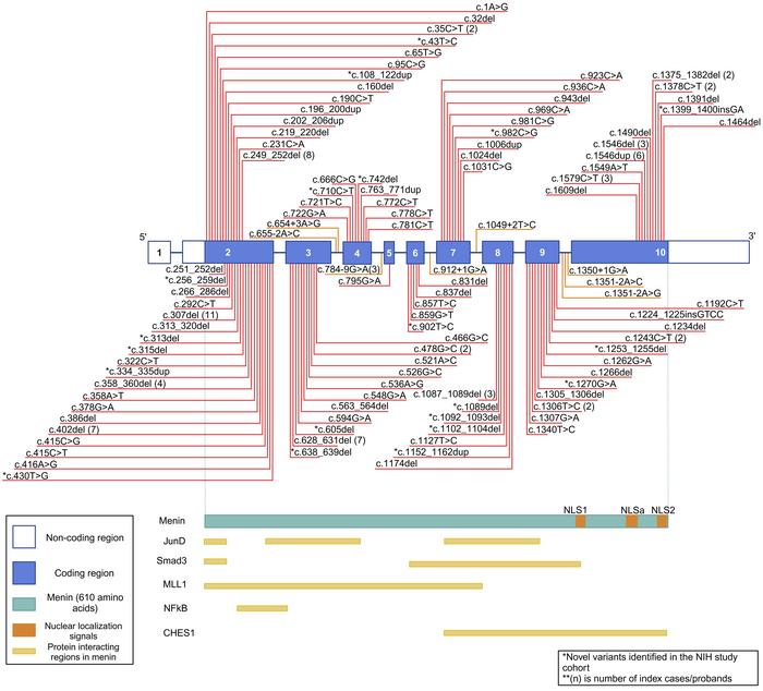 
MEN1 gene schematic with variants noted in our cohort.
Figure showing t...