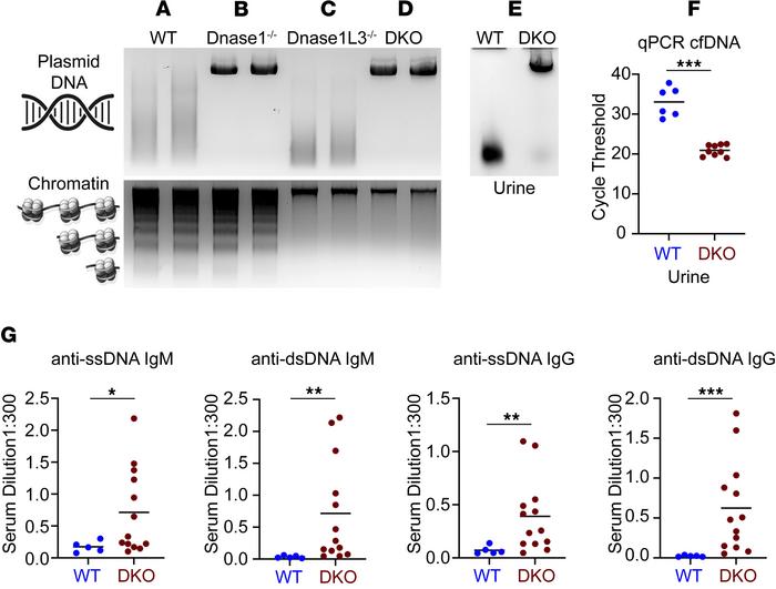 Characterization of WT, Dnase1–/–, Dnase1L3–/–, and Dnase1–/–Dnase1L3–/–...