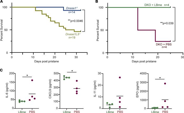 Additional characterization of the pristane-induced lupus model and the ...
