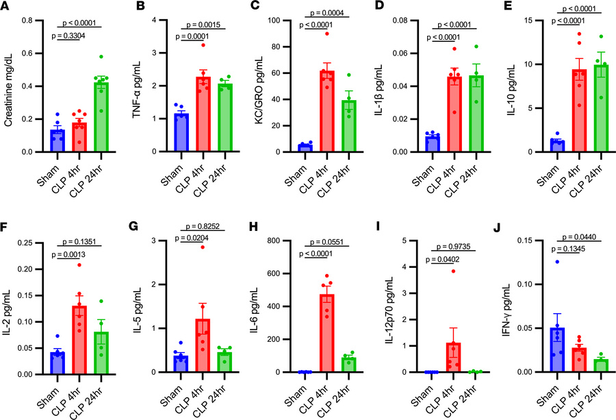 Systemic cytokines are increased prior to plasma creatinine in cecal lig...