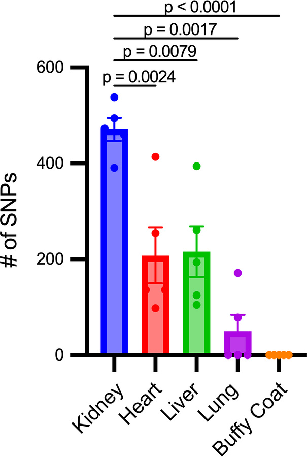 The kidney has increased mtDNA single-nucleotide polymorphisms.
When com...