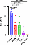 The kidney has increased mtDNA single-nucleotide polymorphisms.