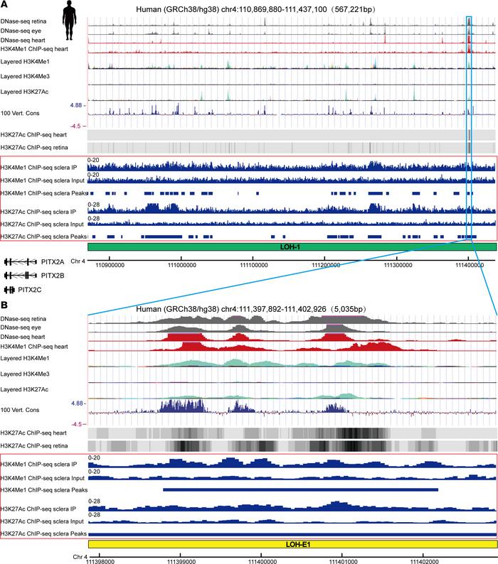 Identification of the enhancer LOH-E1 within LOH-1 region.
(A) Overview ...