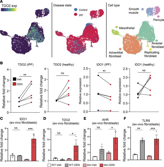 Fibroblasts isolated from fibrotic individuals express the kynurenine pa...