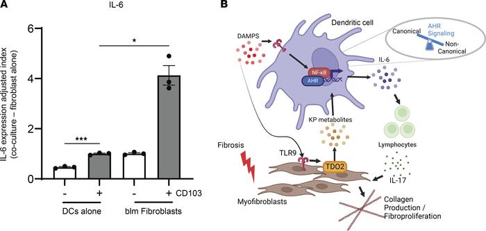 Ex vivo coculture of CD103+ DCs and fibroblasts increases IL-6 productio...