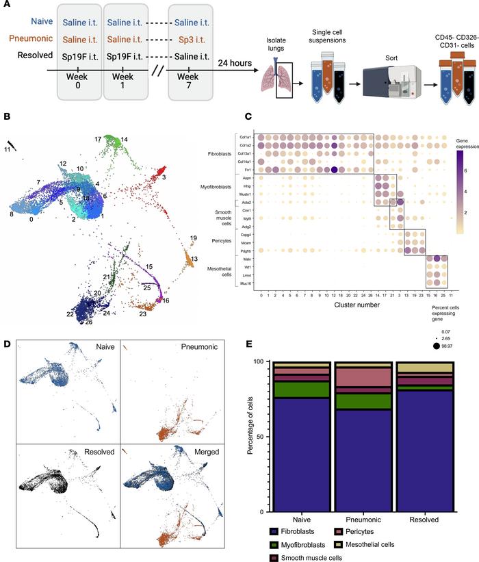 Single-cell RNA-sequencing analysis unveils 5 major mesenchymal cell gro...