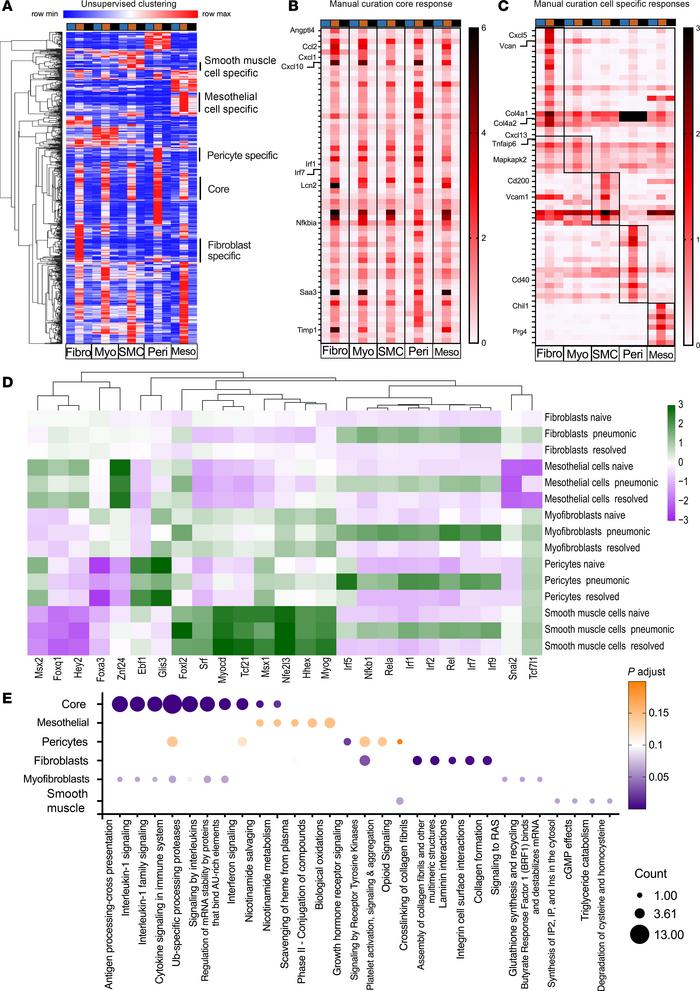 Single-cell RNA-sequencing analysis reveals that all 5 major mesenchymal...