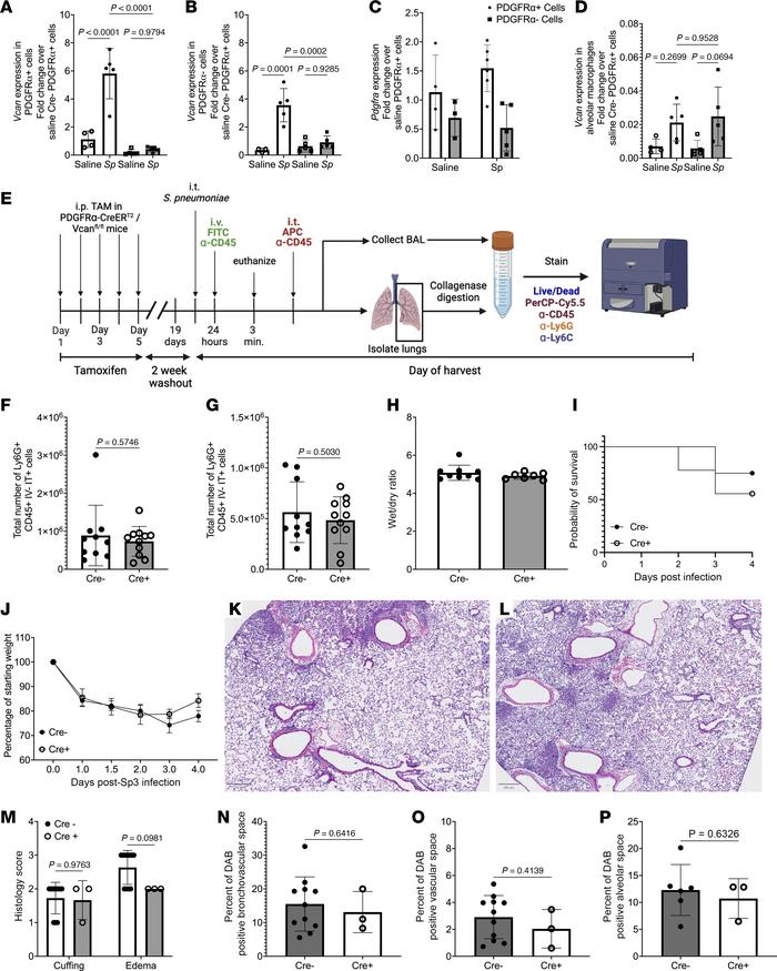 PDGFRα+ cell–derived versican does not play a role in inflammation durin...