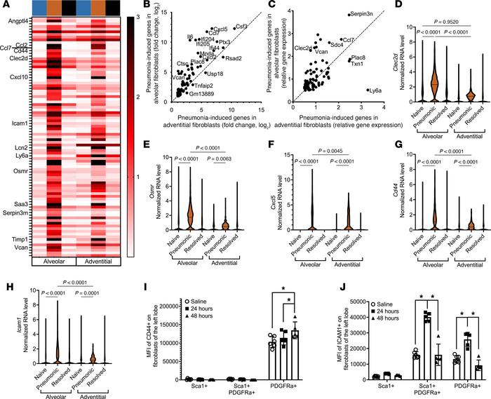 Alveolar fibroblasts are more responsive to pneumococcal pneumonia.
(A) ...