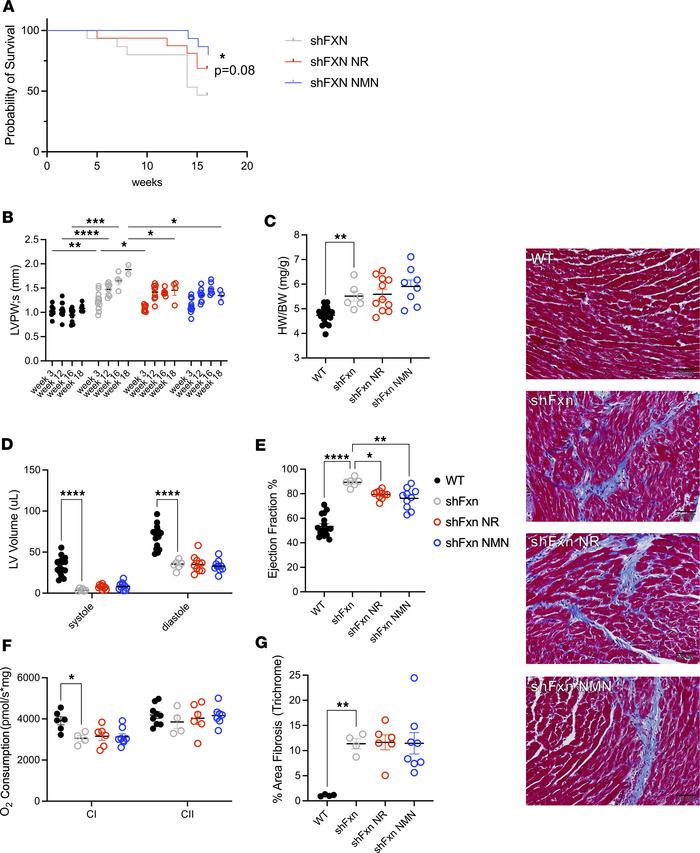 NR and NMN improve survival and heart function in male shFxn mice.
(A) M...