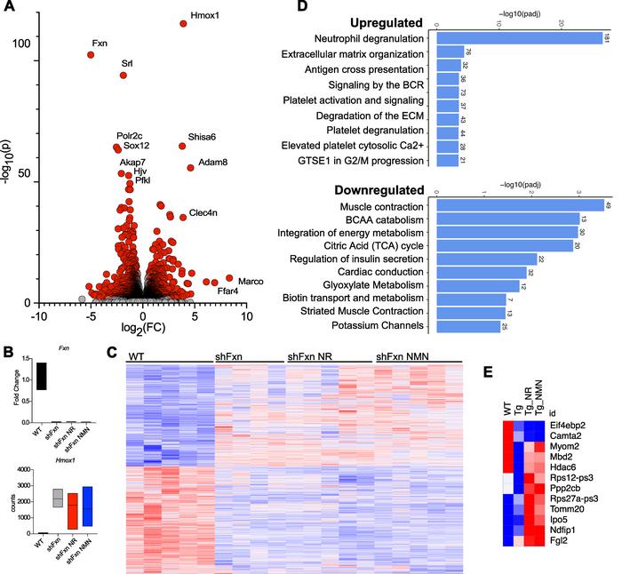 shFxn hearts exhibit an mRNA signature of inflammation that is not affec...