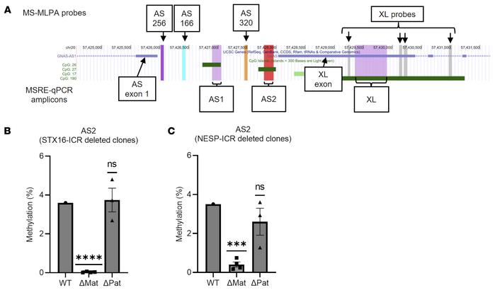 AS2 methylation levels in hESCs with GNAS ICR deletions.
(A) A UCSC geno...