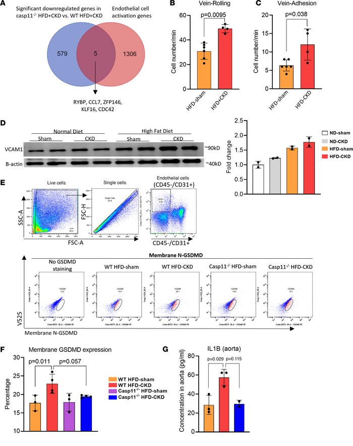 Caspase-11 deficiency decreases the cleavage of N-GSDMD in the aortas of...