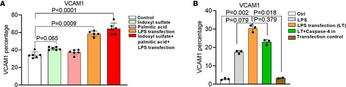 Cytosolic LPS-activated caspase-4 promotes human aortic endothelial cell...