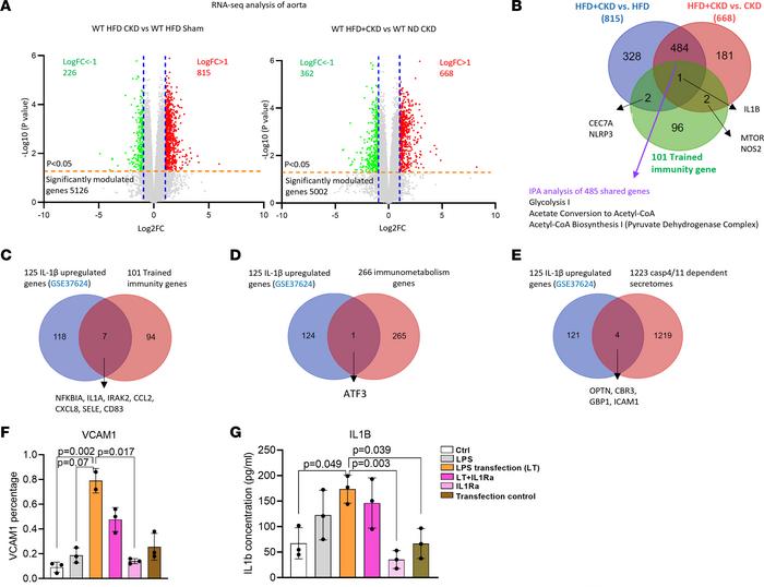 IL-1β released via caspase-4/N-GSDMD protein pores serves as the second ...