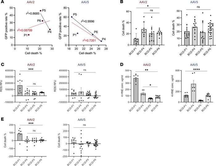 Higher AAV efficacy in homozygous iRPE cells carrying deletion mutation ...