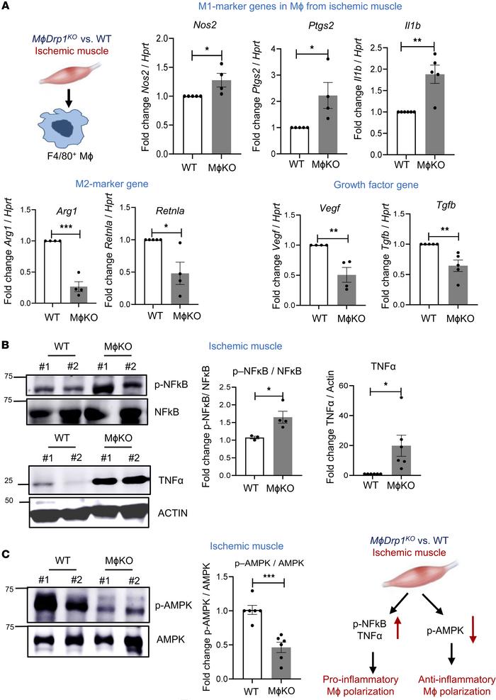Myeloid Drp1KO mice exhibited increase in proinflammatory genes and sign...