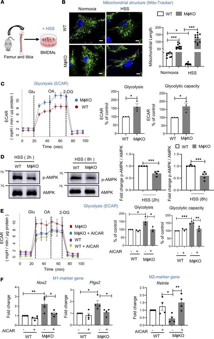 
Drp1KO BMDMs under HSS exhibited mitochondrial hyperfusion and hypergly...