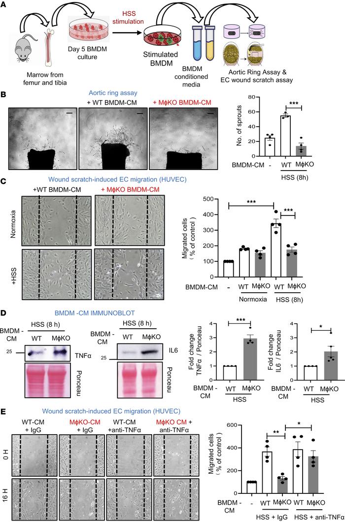 Conditioned medium (CM) from HSS-stimulated WT BMDMs, but not from Drp1K...