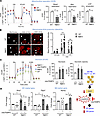 Drp1KO BMDMs under HSS induced mitochondrial dysfunction and mitochondrial