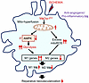 Schematic model illustrating that DRP1 deficiency in macrophages under isch